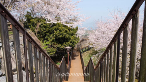 海山城展望公園の桜3