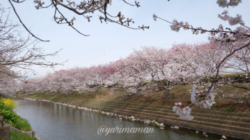赤坂泉公園の桜2