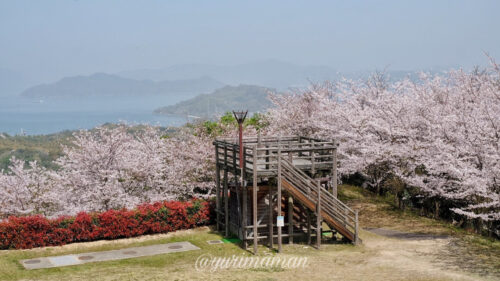 海山城展望公園の桜4