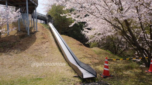 海山城展望公園の桜5