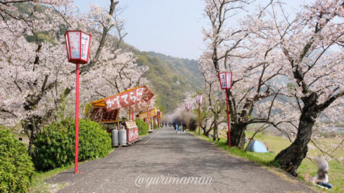 武丈公園桜1
