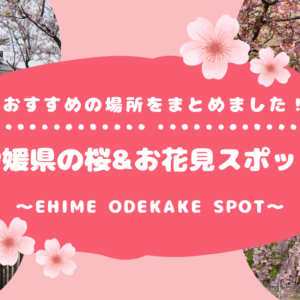 愛媛県の桜&お花見スポットまとめ_サムネイル画像