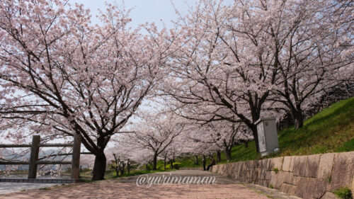 藤山健康文化公園の桜2