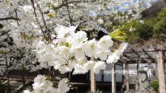 愛媛県松山市・大宝寺の境内に咲くうば桜_サムネイル画像