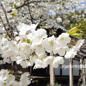 愛媛県松山市・大宝寺の境内に咲くうば桜_サムネイル画像