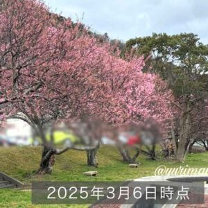 大洲市長浜町 肱川沿いの河津桜_サムネイル画像
