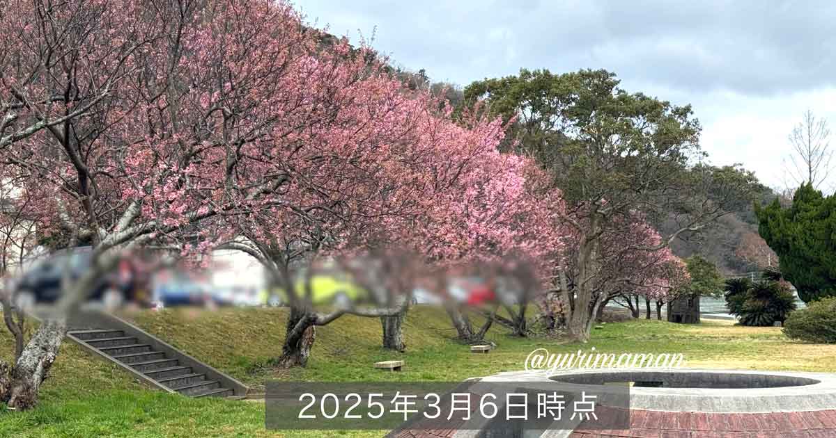 大洲市長浜町 肱川沿いの河津桜_サムネイル画像