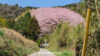 西条市の熊野神社に咲く陽春桜。ピンクドームのように広がる幻想的な桜の景色_サムネイル画像