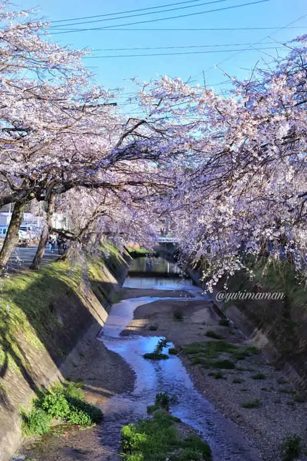 郷之谷川枝垂れ桜（内子町）