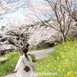 四季の詩公園内子町_桜と菜の花_サムネイル画像