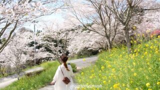 四季の詩公園内子町_桜と菜の花_サムネイル画像