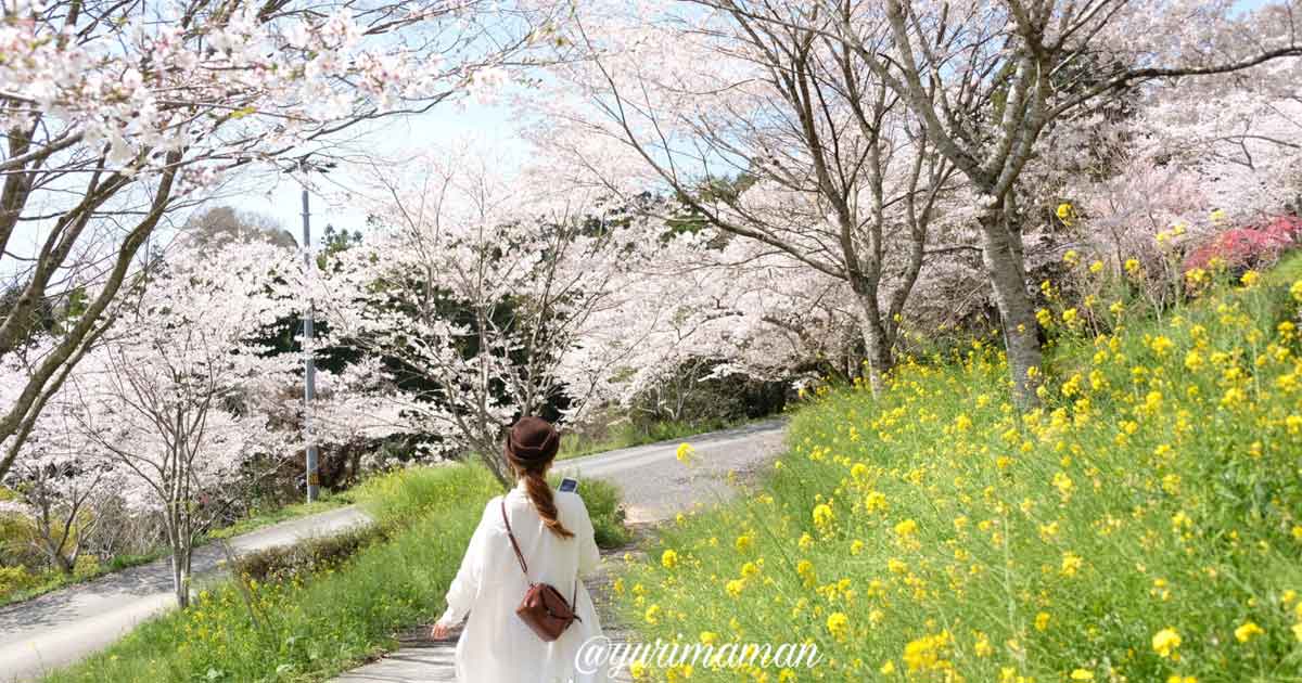 四季の詩公園内子町_桜と菜の花_サムネイル画像