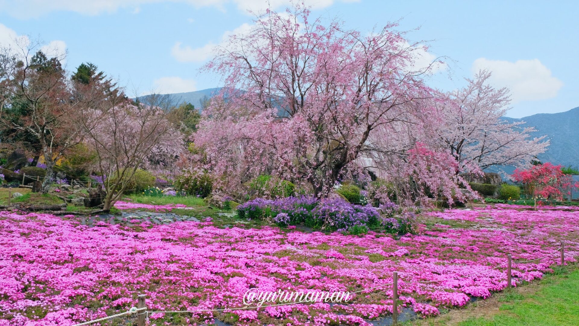 山本牧場芝桜2023サムネイル画像