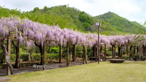 今治市大三島藤公園の藤棚、全長300mの藤の花回廊（見頃時）5