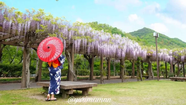 今治市大三島藤公園の藤棚、全長300mの藤の花回廊（見頃時）6
