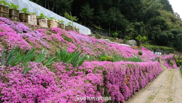 地蔵堂芝桜育成地の紫色のシバザクラ一面の景色（大洲市平野町）