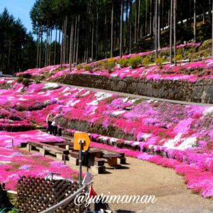 久万高原町の中津地区にある芝桜畑のお花見スポット_サムネイル画像