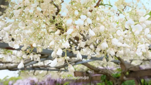 大三島藤公園の白藤（しらふじ）、今治市で見られる春の花2