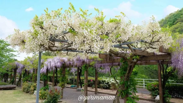 大三島藤公園の白藤（しらふじ）、今治市で見られる春の花1