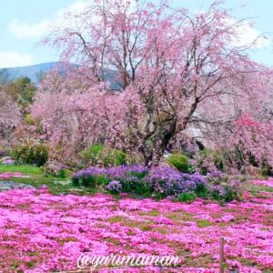 宇和島市「山本牧場」の芝桜｜牧場に広がる満開の芝桜と青空の絶景_サムネイル画像