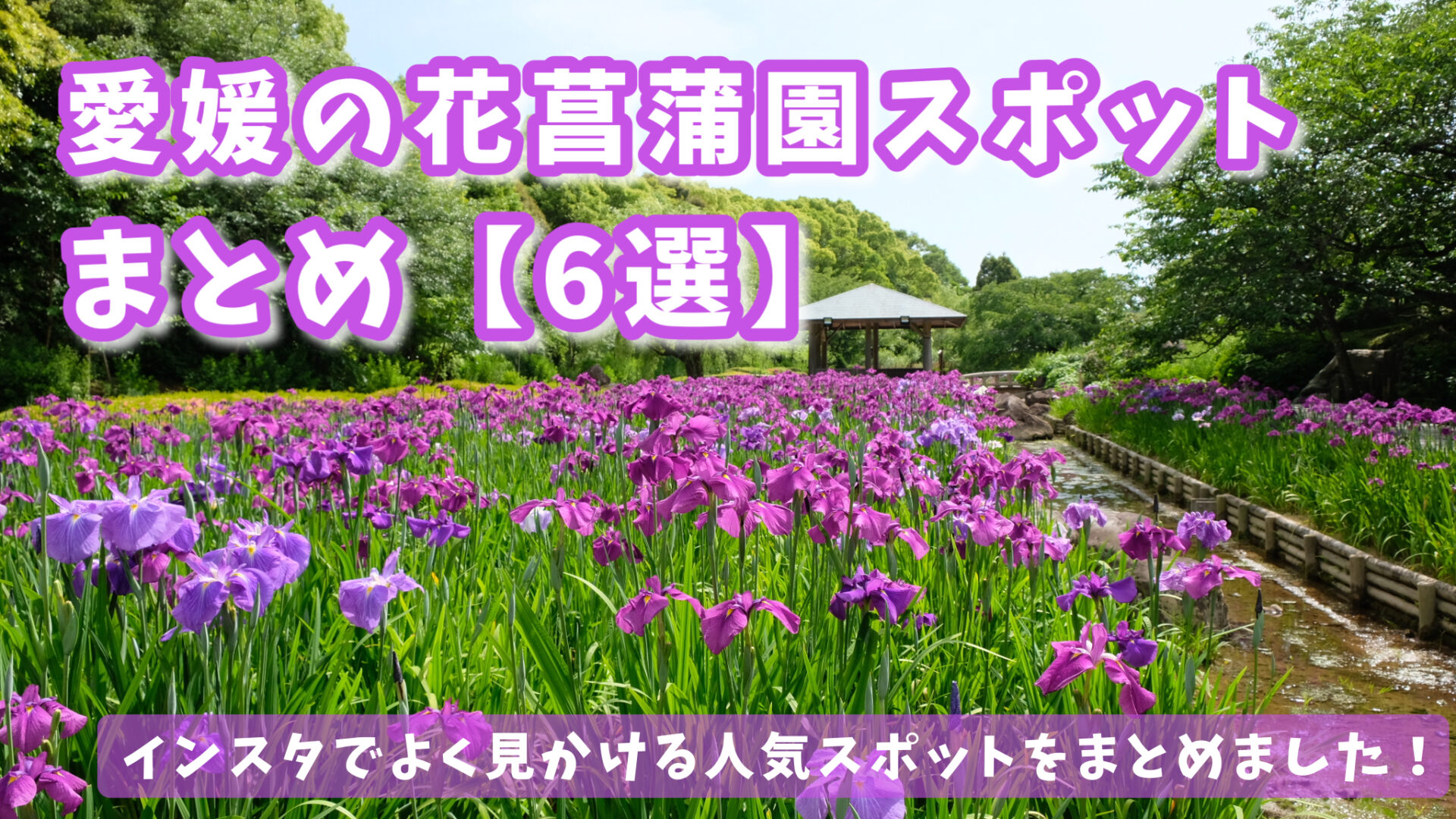 愛媛の花菖蒲園スポットまとめサムネイル画像