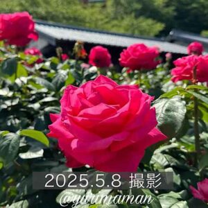 今治市「かわら館」バラ園2025年サムネイル画像