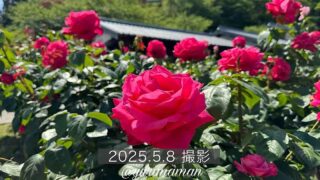 今治市「かわら館」バラ園2025年サムネイル画像 - ゆりママんブログ 今治市「かわら館」バラ園2025年サムネイル画像