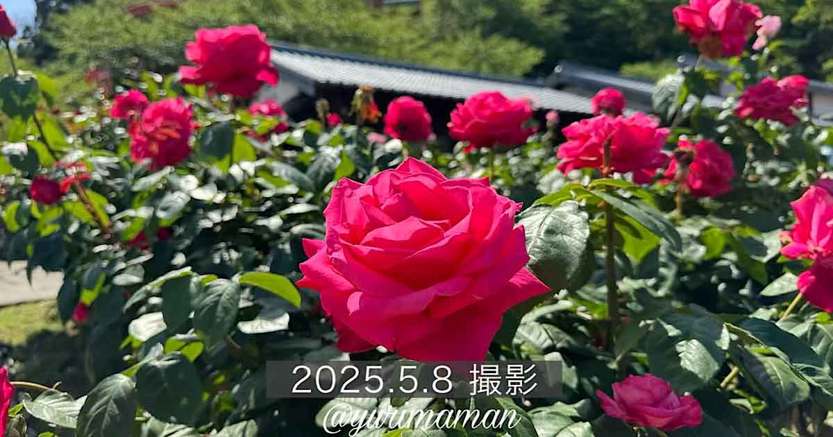 今治市「かわら館」バラ園2025年サムネイル画像