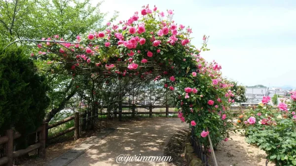 今治市かわら館バラ園のバラのトンネル(ピンク) - ゆりママんブログ 今治市かわら館バラ園のバラのトンネル(ピンク)
