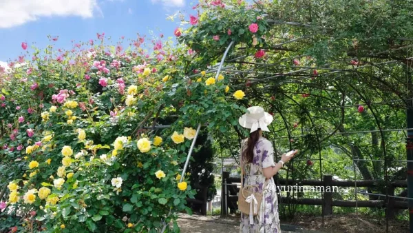 今治市かわら館バラ園のバラのトンネル(イエロー) - ゆりママんブログ 今治市かわら館バラ園のバラのトンネル(イエロー)