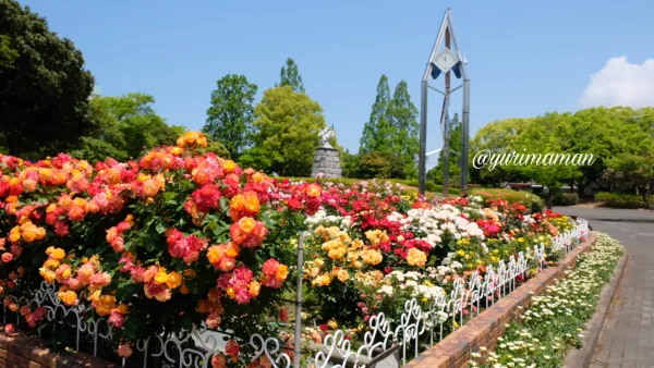 伊予三島運動公園の時計台とバラ園の全景(過去の見頃時の様子) - ゆりママんブログ 伊予三島運動公園の時計台とバラ園の全景(過去の見頃時の様子)