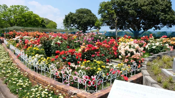 伊予三島運動公園のバラ園が見頃の様子(過去に撮影) - ゆりママんブログ 伊予三島運動公園のバラ園が見頃の様子(過去に撮影)