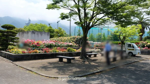 木陰のベンチから楽しむ伊予三島運動公園のバラ園の風景 - ゆりママんブログ 木陰のベンチから楽しむ伊予三島運動公園のバラ園の風景