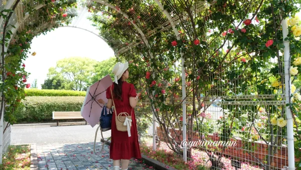 伊予三島運動公園の時計台側にあるバラのトンネル2
