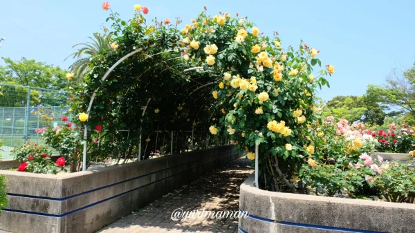 伊予三島運動公園テニスコート側の黄色いバラのトンネル