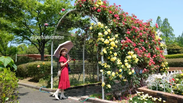 伊予三島運動公園の時計台側にあるバラのトンネル1