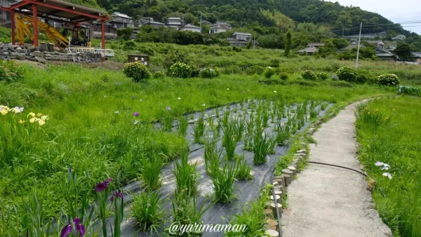 櫛生しょうぶ園(大洲市)花菖蒲はベビーカーや車いすでの入場ができる - ゆりママんブログ 櫛生しょうぶ園(大洲市)花菖蒲はベビーカーや車いすでの入場ができる