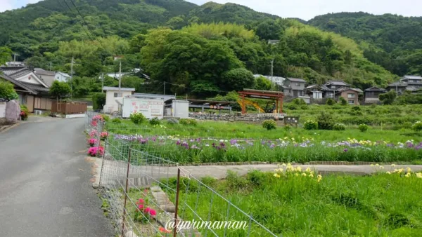 櫛生しょうぶ園（大洲市）花菖蒲園への入り口