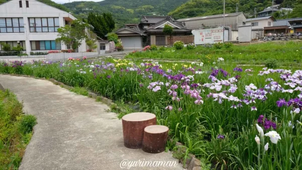 櫛生しょうぶ園（大洲市）ベンチがあるスポットも