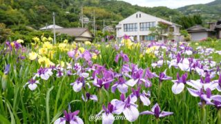 櫛生しょうぶ園(大洲市)サムネイル画像 - ゆりママんブログ 櫛生しょうぶ園(大洲市)サムネイル画像
