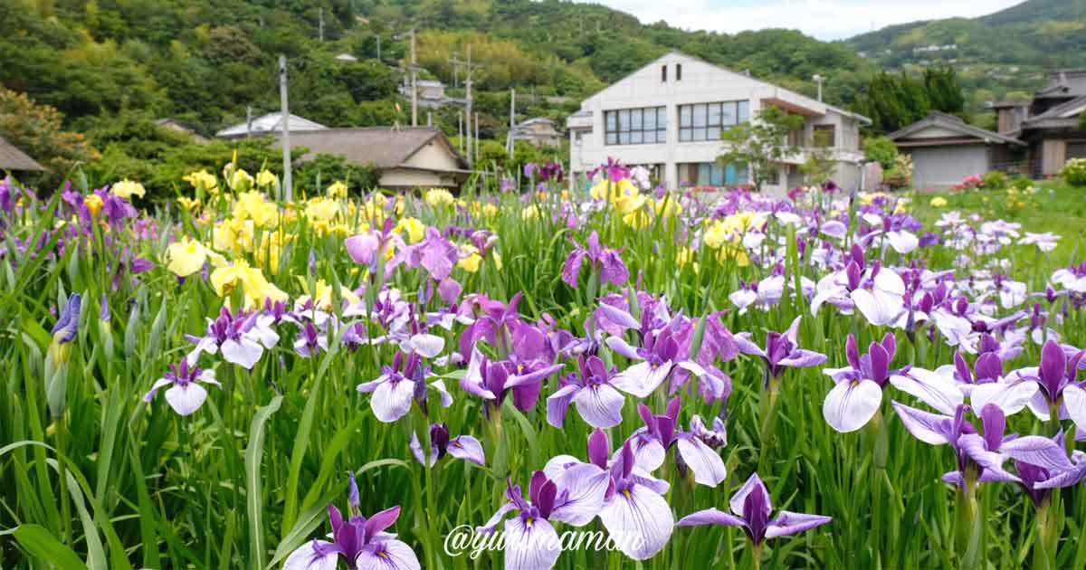 櫛生しょうぶ園（大洲市）サムネイル画像