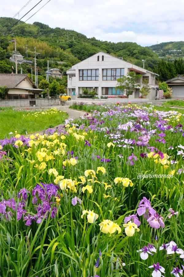櫛生しょうぶ園(大洲市)花菖蒲が見頃のときの様子 - ゆりママんブログ 櫛生しょうぶ園(大洲市)花菖蒲が見頃のときの様子