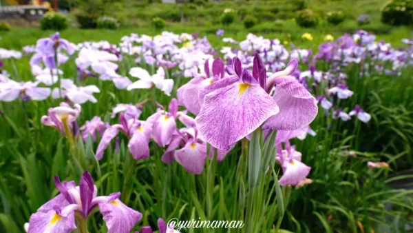 櫛生しょうぶ園(大洲市)花菖蒲が見頃のときの様子3 - ゆりママんブログ 櫛生しょうぶ園(大洲市)花菖蒲が見頃のときの様子3