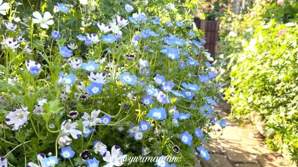 松山市の妖精の楽園で咲き誇るネモフィラなどの春の花々