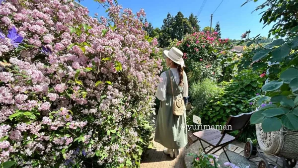 松山市「妖精の楽園」でバラのアーチが続く小道を散策する様子