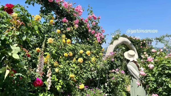松山市の妖精の楽園で咲き誇るバラ園の全景写真1