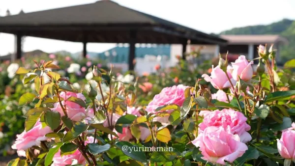 満開を迎えたよしうみバラ公園の全景|愛媛・今治の人気バラ園スポット2 - ゆりママんブログ 満開を迎えたよしうみバラ公園の全景|愛媛・今治の人気バラ園スポット2