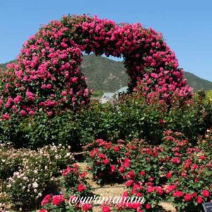 よしうみバラ公園（今治市・大島）サムネイル画像