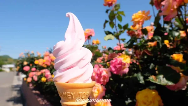 よしうみバラ公園の名物ローズヒップソフトクリーム｜ほんのり香るバラ味の名物スイーツ