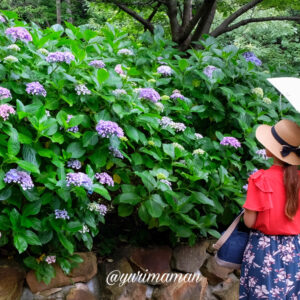 松山総合公園あじさい2023サムネイル画像